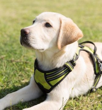 el mejor perro para una persona mayor